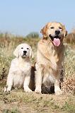 GOLDEN RETRIEVER 209